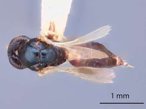 Image of Ceratoneura infuscata Ikeda 2001