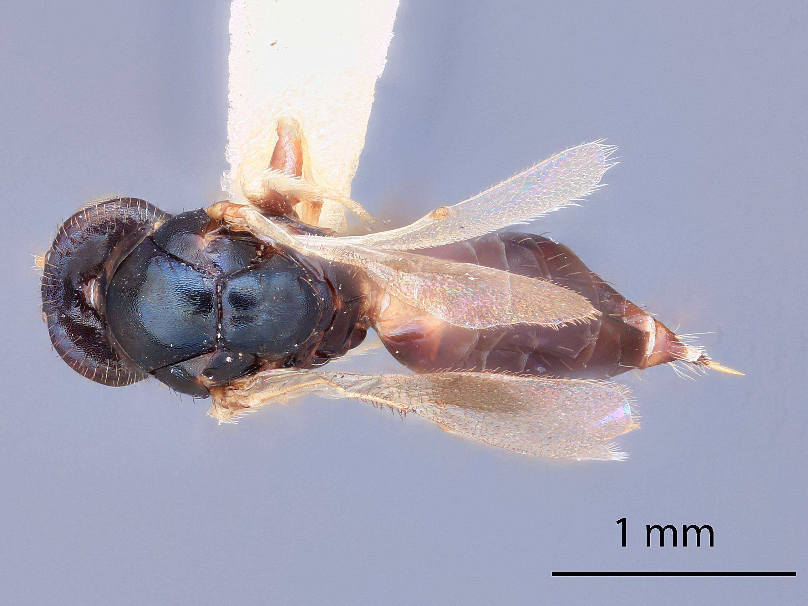 Image of Ceratoneura infuscata Ikeda 2001
