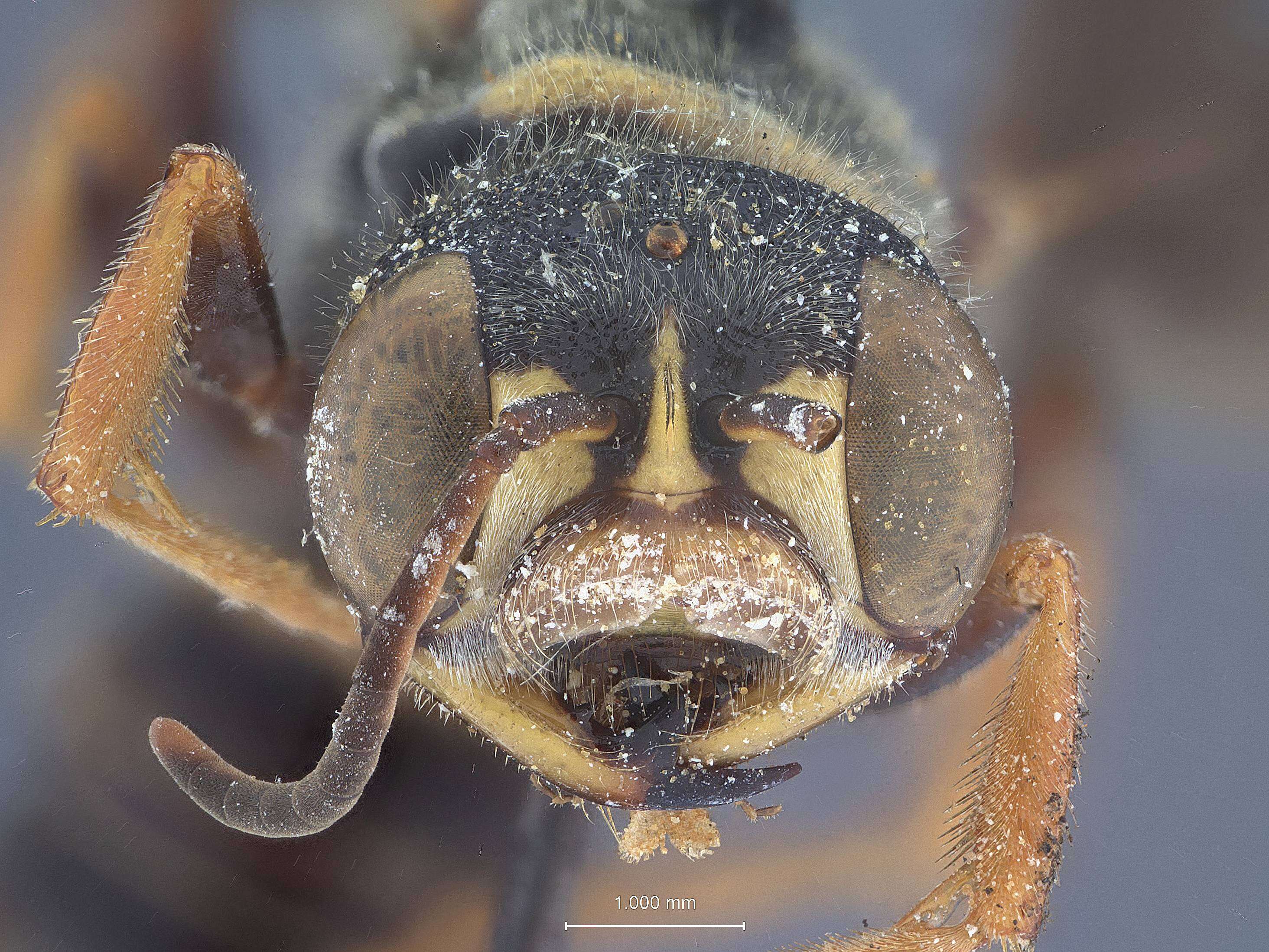 Cerceris flavofasciata H. Smith 1908 resmi