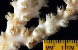Image of Scalpel Coral