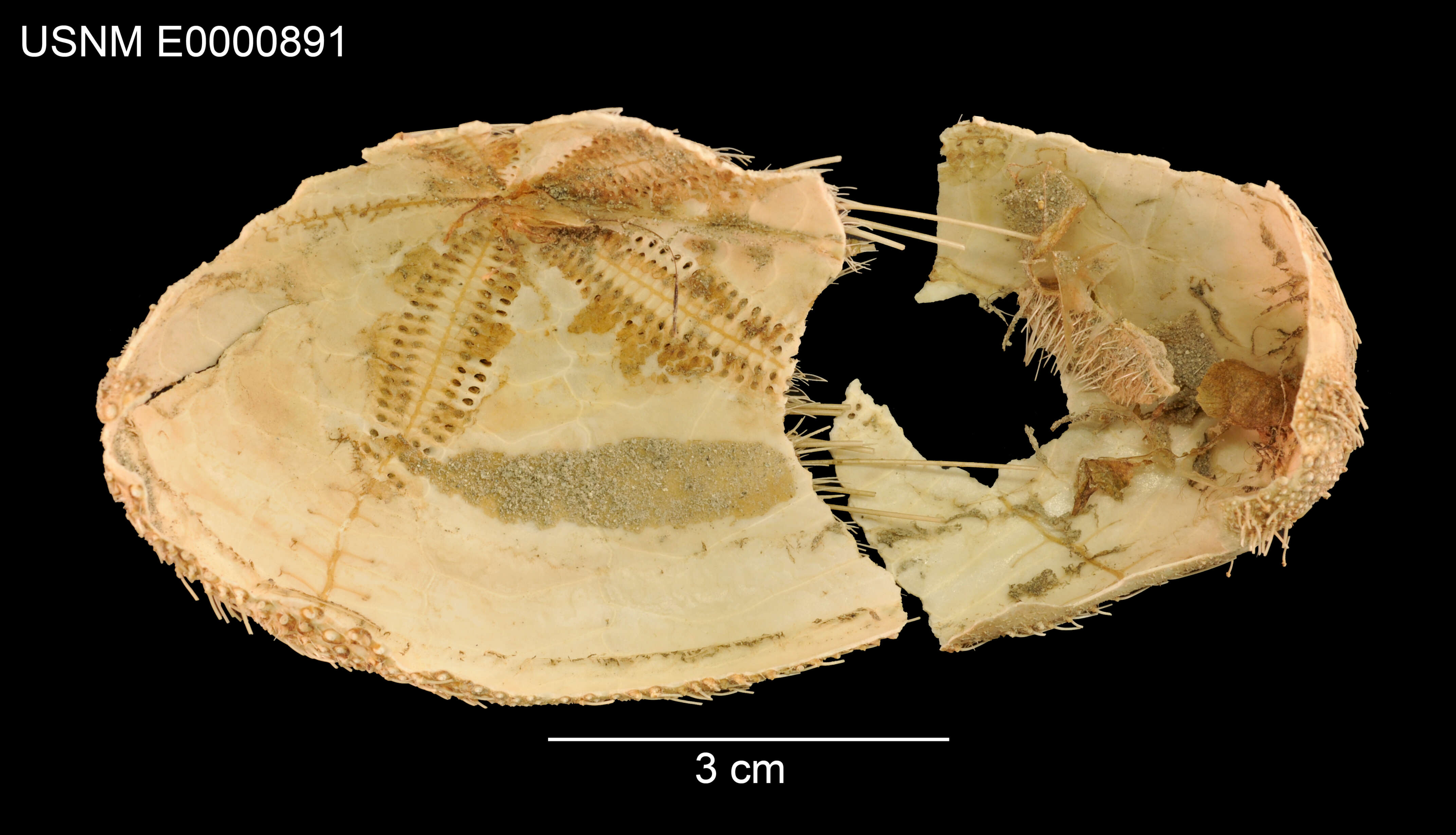 Image of Gymnopatagus magnus A. Agassiz & H. L. Clark 1907