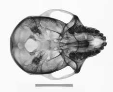 Слика од Macaca cyclopis (Swinhoe 1863)