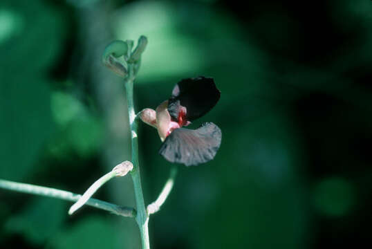 Macroptilium atropurpureum (DC.) Urb. resmi