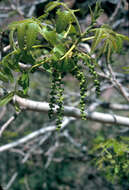 Image of Arizona walnut