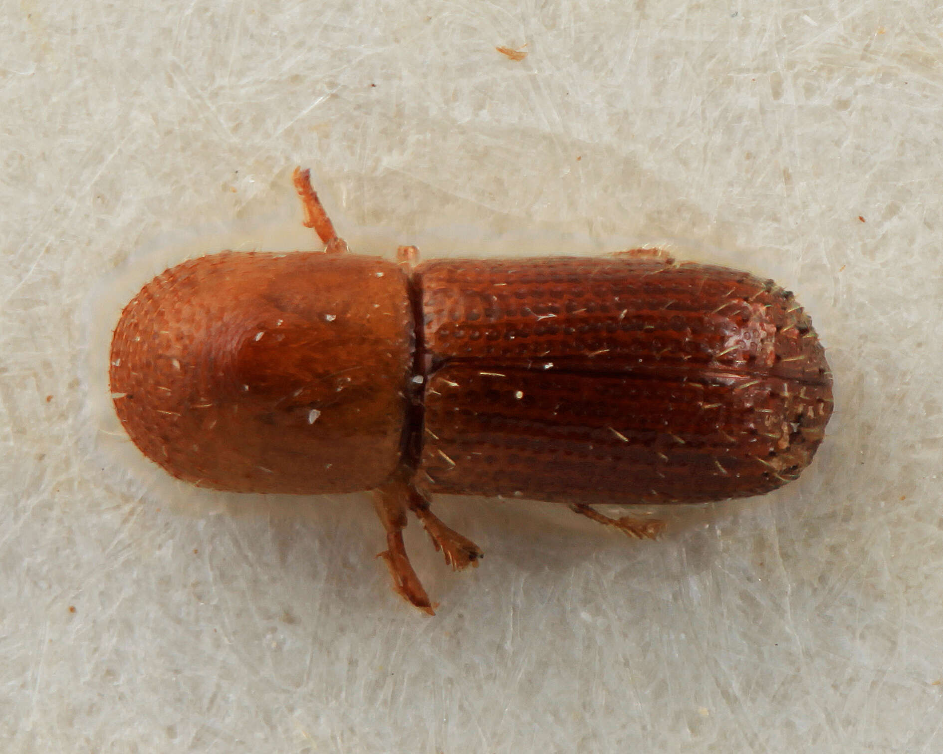 Image of Xyleborus volutus Wood 2007