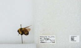 Слика од Bombus affinis Cresson 1864