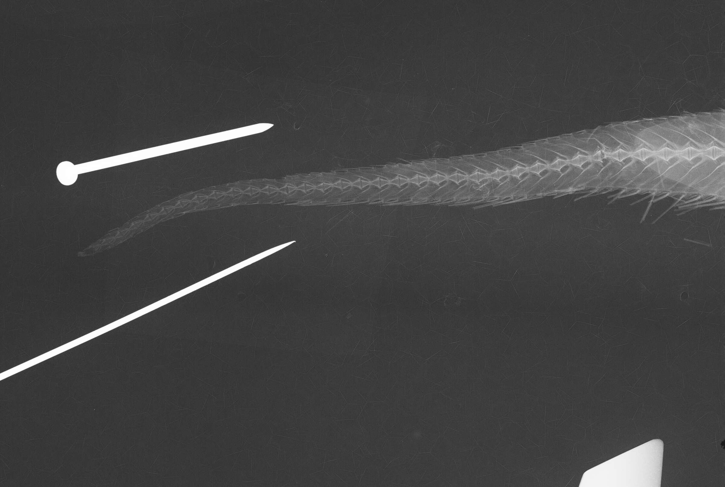 Слика од Hymenocephalus nascens Gilbert & Hubbs 1920