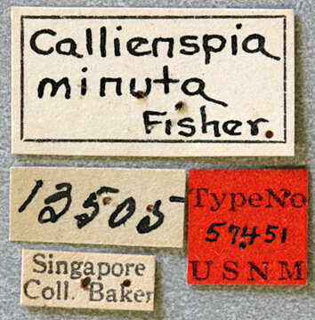 Image of Egesina (Callienispia) minuta (Fisher 1925)