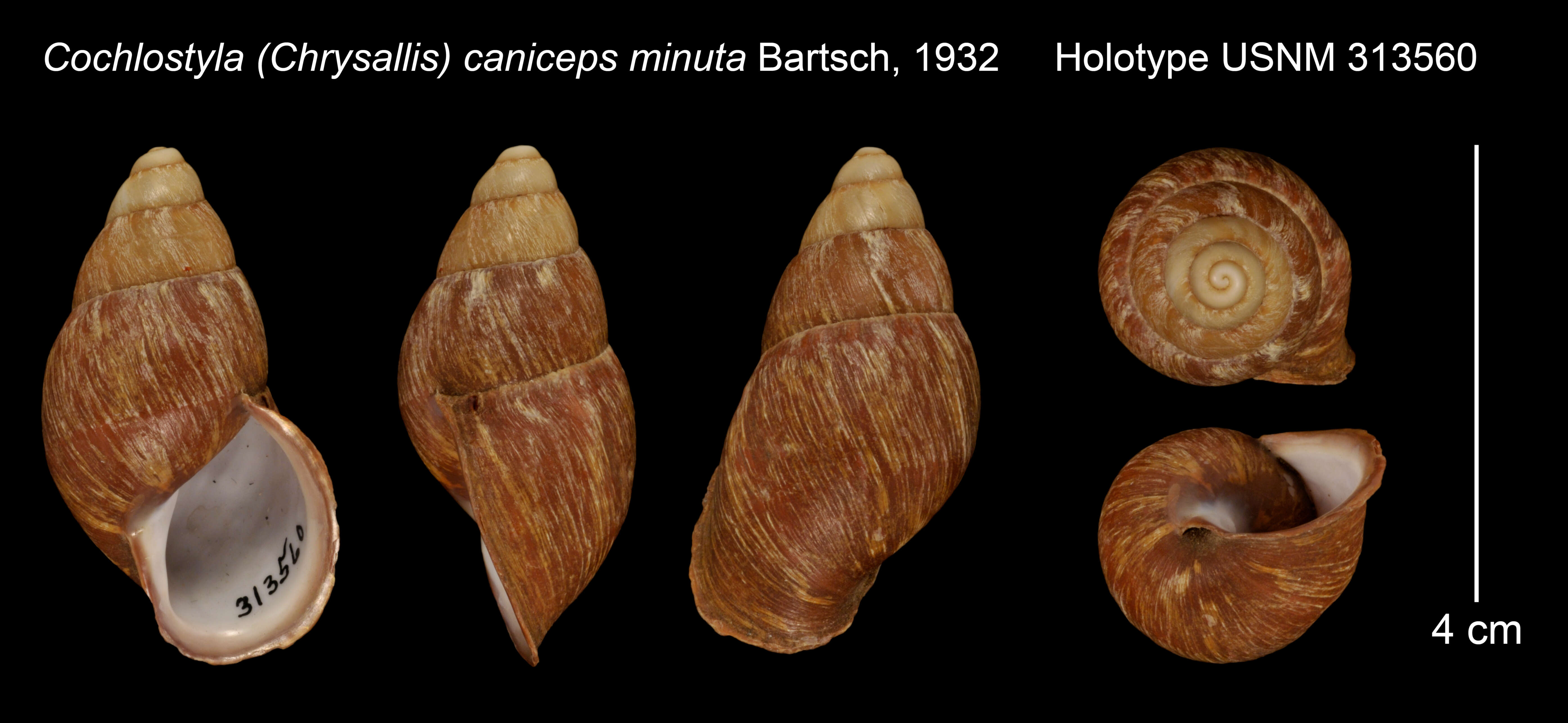 Image of Cochlostyla Férussac 1821