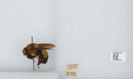 Слика од Bombus fraternus (Smith 1854)