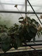 Image of Begonia venosa Skan ex Hook. fil.