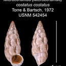 Image of <i>Microceramus <i>costatus</i></i> costatus