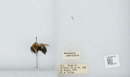 Image of Common Eastern Bumblebee