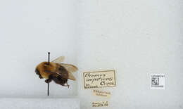 Image of Common Eastern Bumblebee