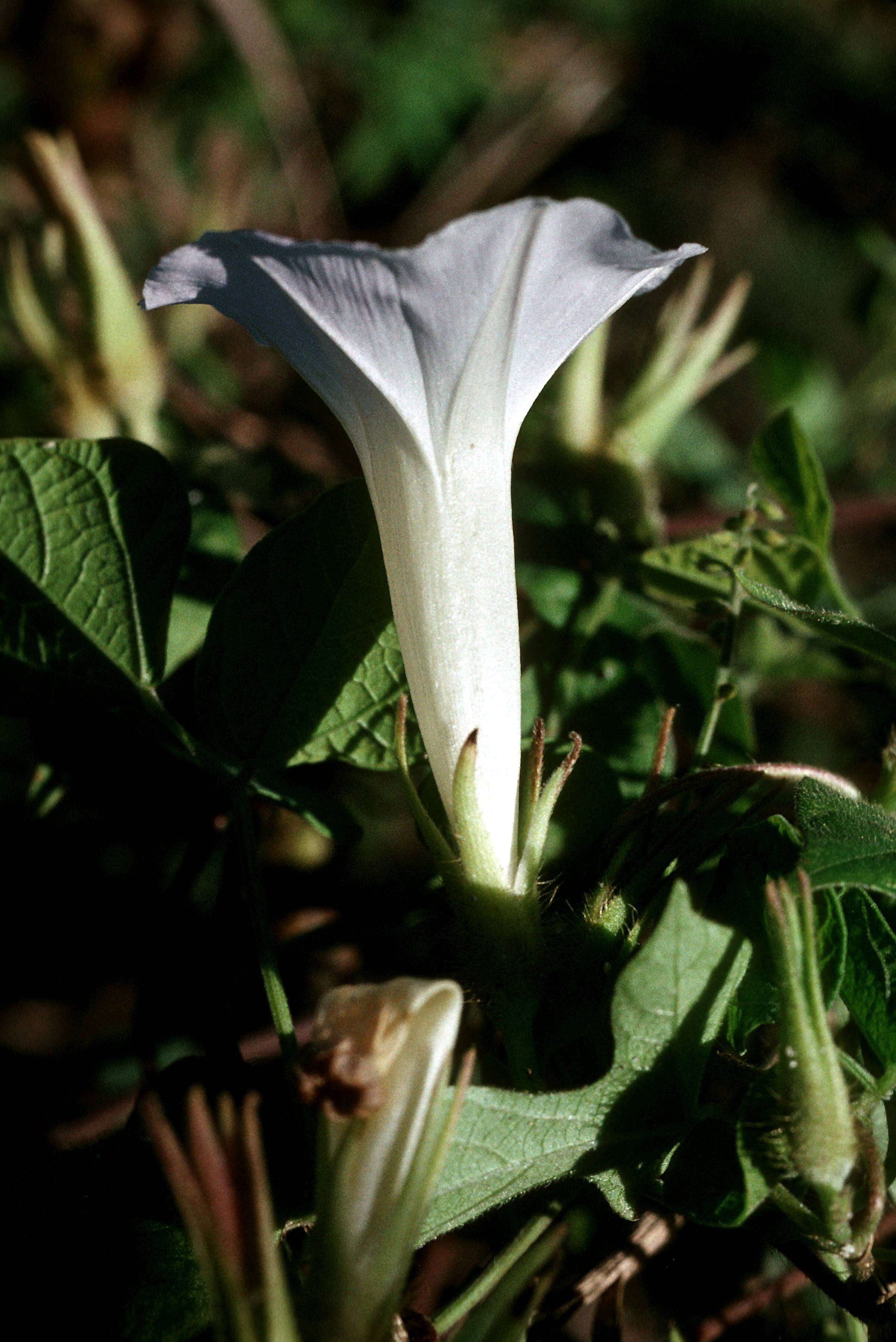 Image of whiteedge morning-glory