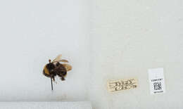 Imagem de Bombus californicus Smith 1854