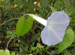 Sivun Ipomoea indica (J. Burman) Merr. kuva