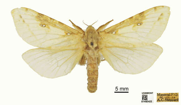 Image of Willow Ghost Moth