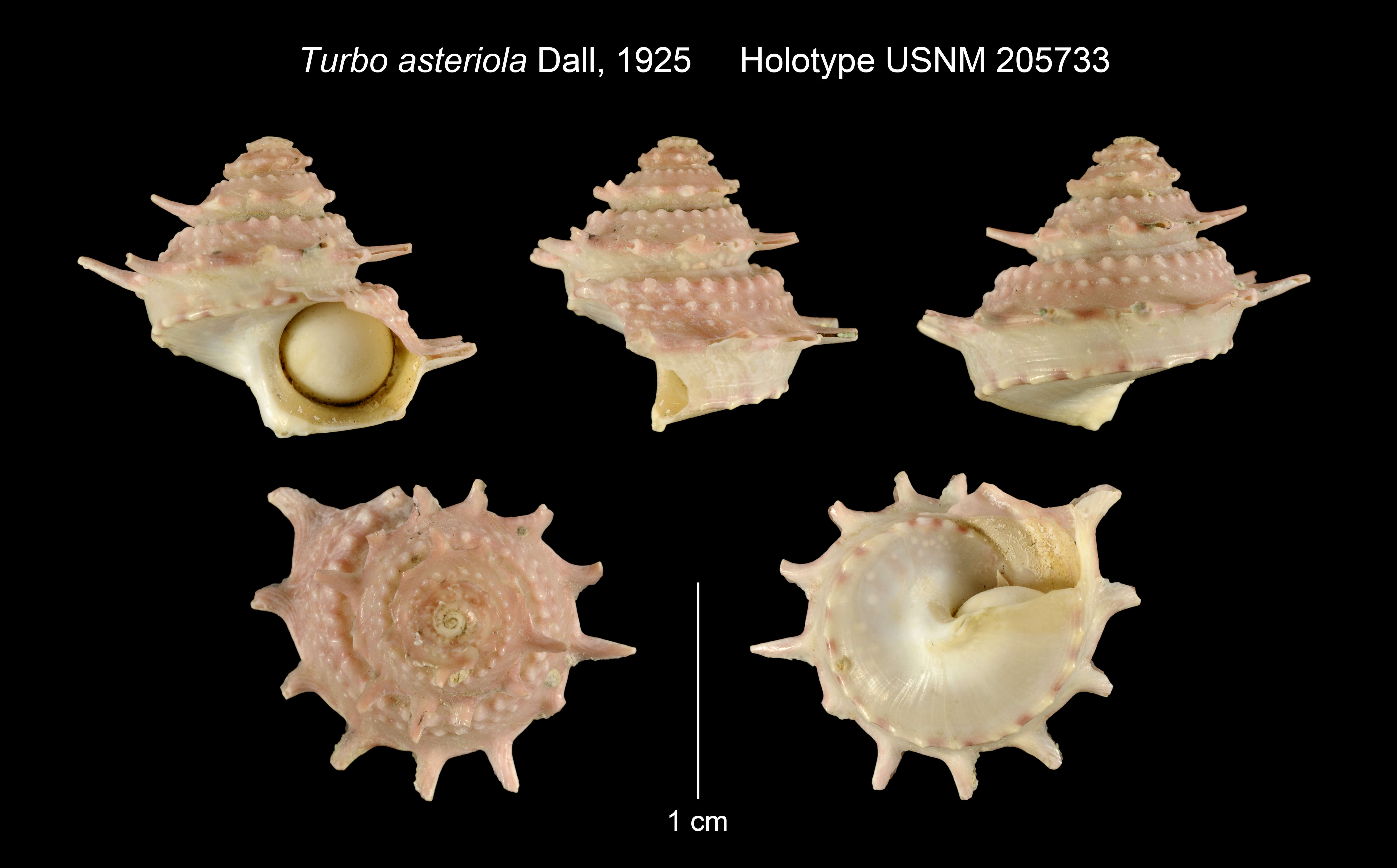 Image of Turbo asteriola Dall 1925