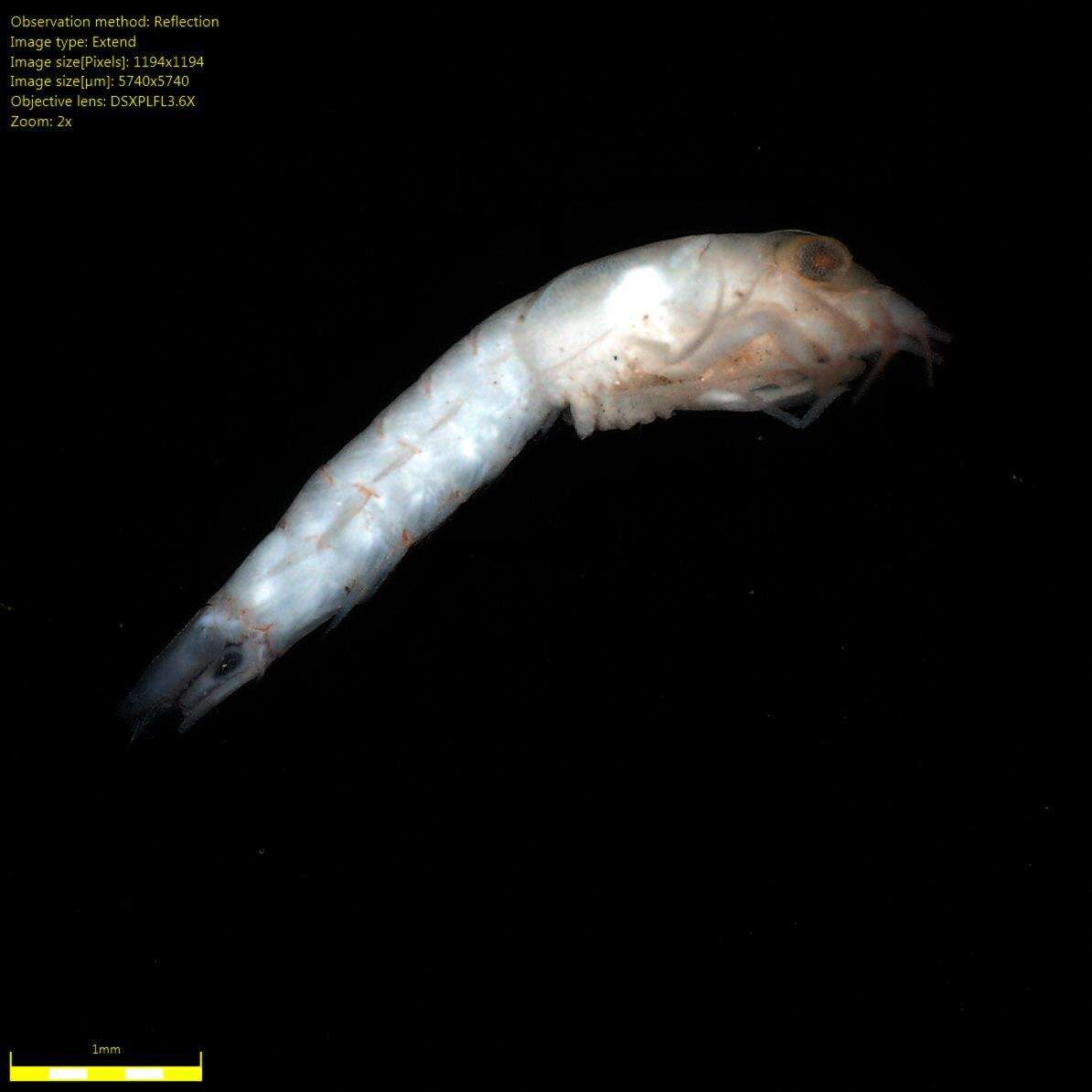 Image of Mysidae