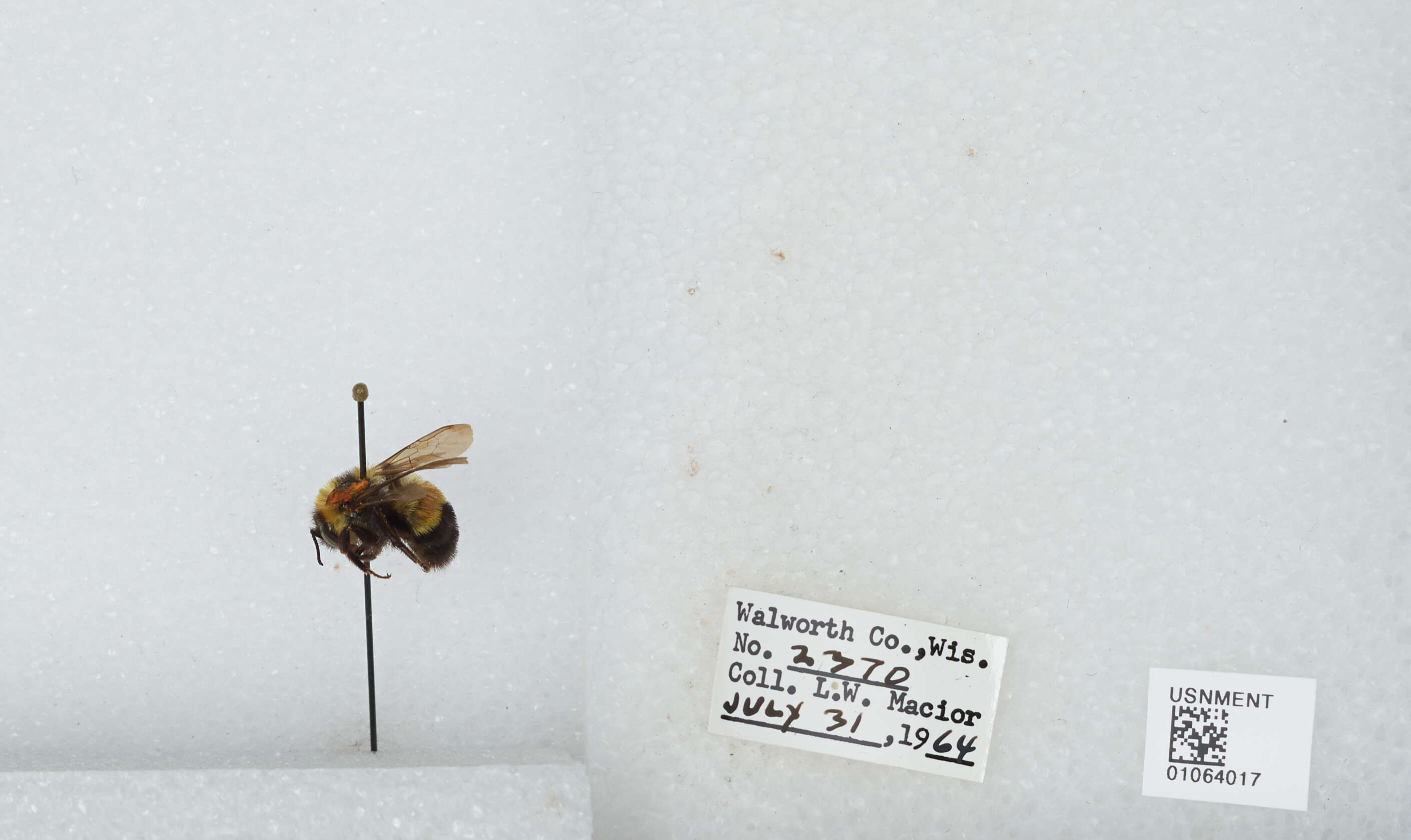 Слика од Bombus affinis Cresson 1864