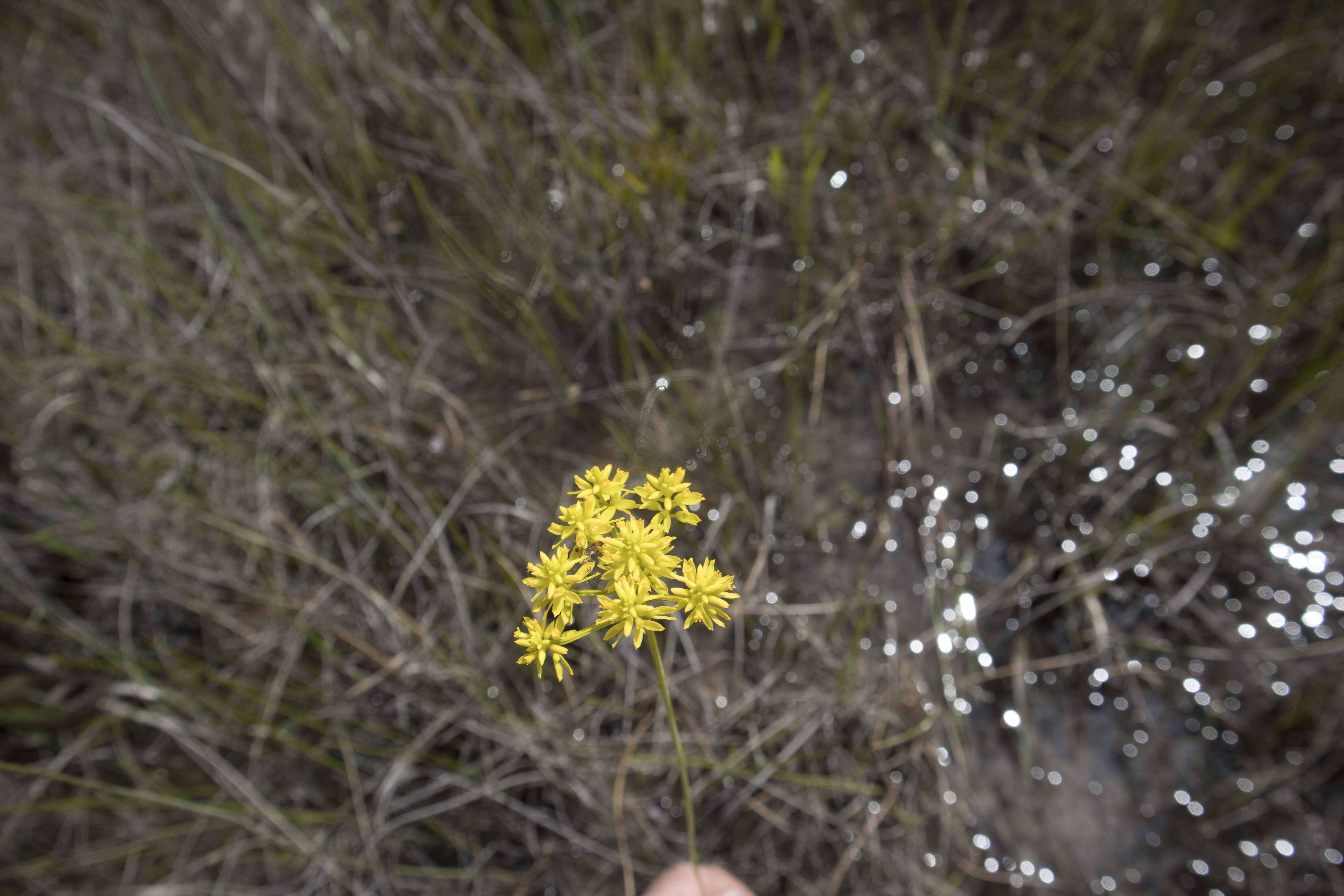 Image of tall pinebarren milkwort