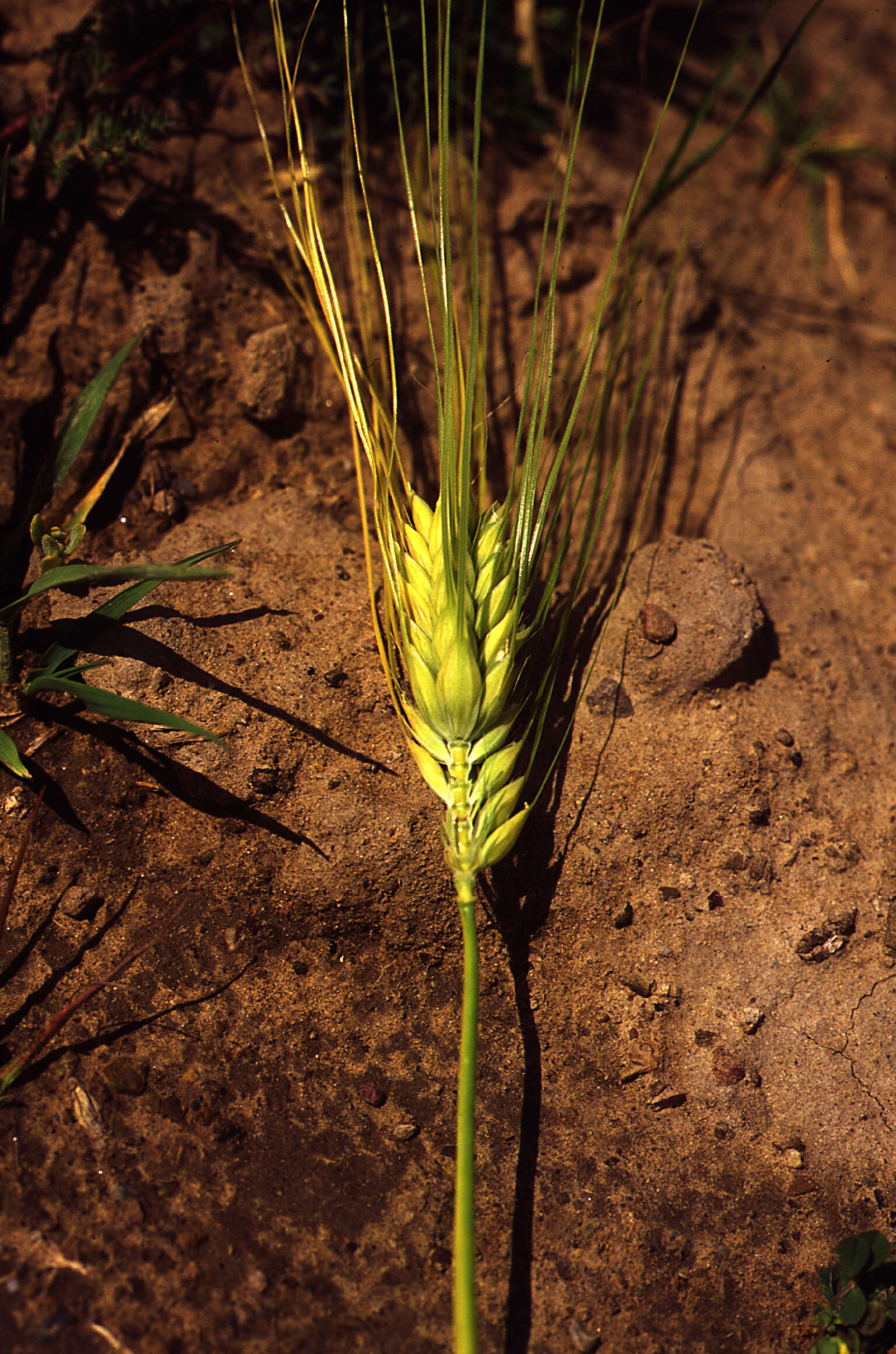 Image of Hordeum L.