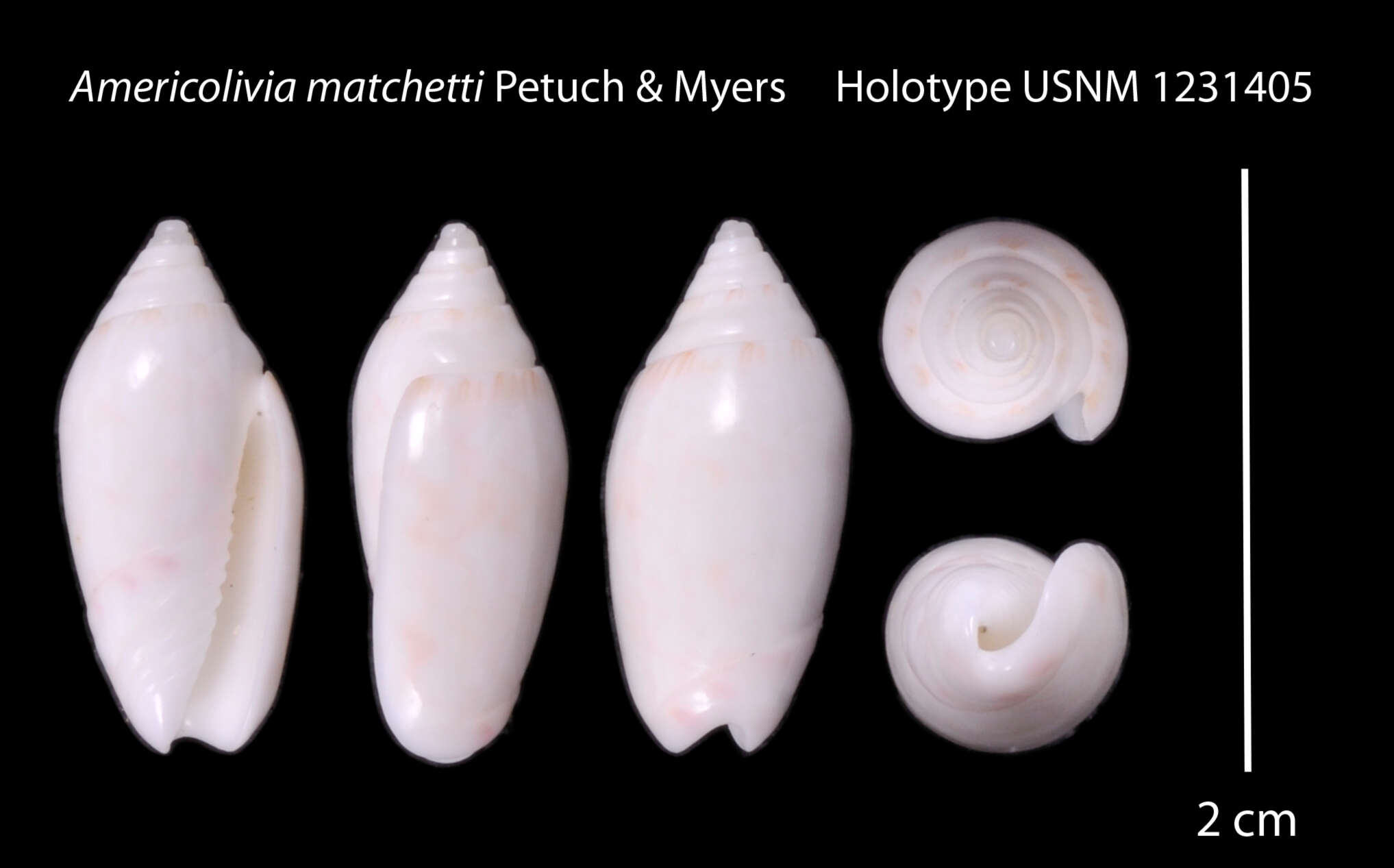 Image of Americoliva matchetti Petuch & R. F. Myers 2014