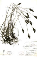 صورة Poa atropurpurea Scribn.