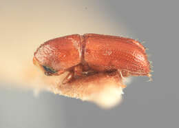 Image de Pityophthorus glutae Wood 1989