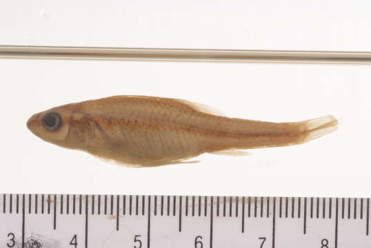 Image of Blacknose Shiner