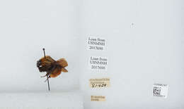 Image of Bombus atripes Smith 1852