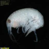 Image of Amphipoda