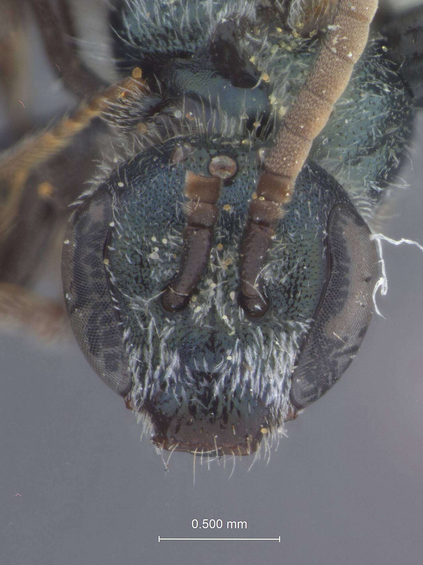 Image of Halictus