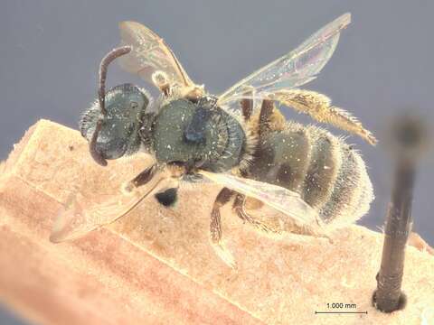 Image of Halictus