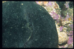 Image of Codium spongiosum