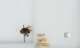 Imagem de Bombus californicus Smith 1854