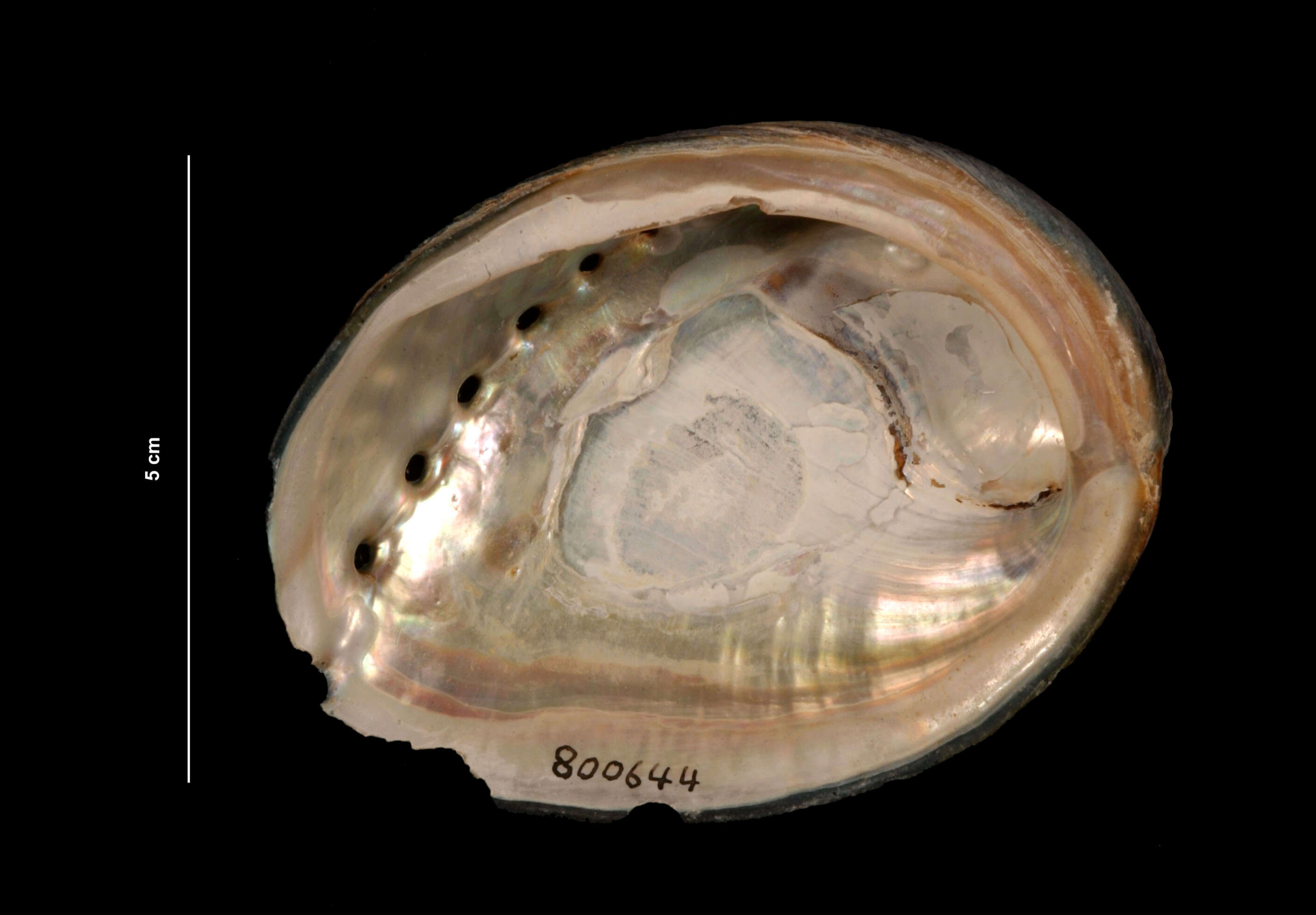 Image of Black Abalone