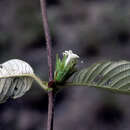 Image of Sabicea amazonensis Wernham