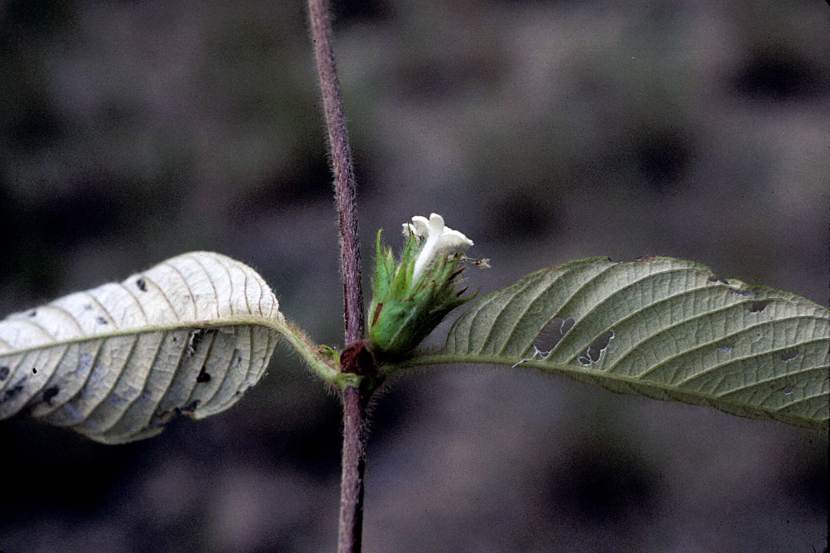 Image of Sabicea amazonensis Wernham