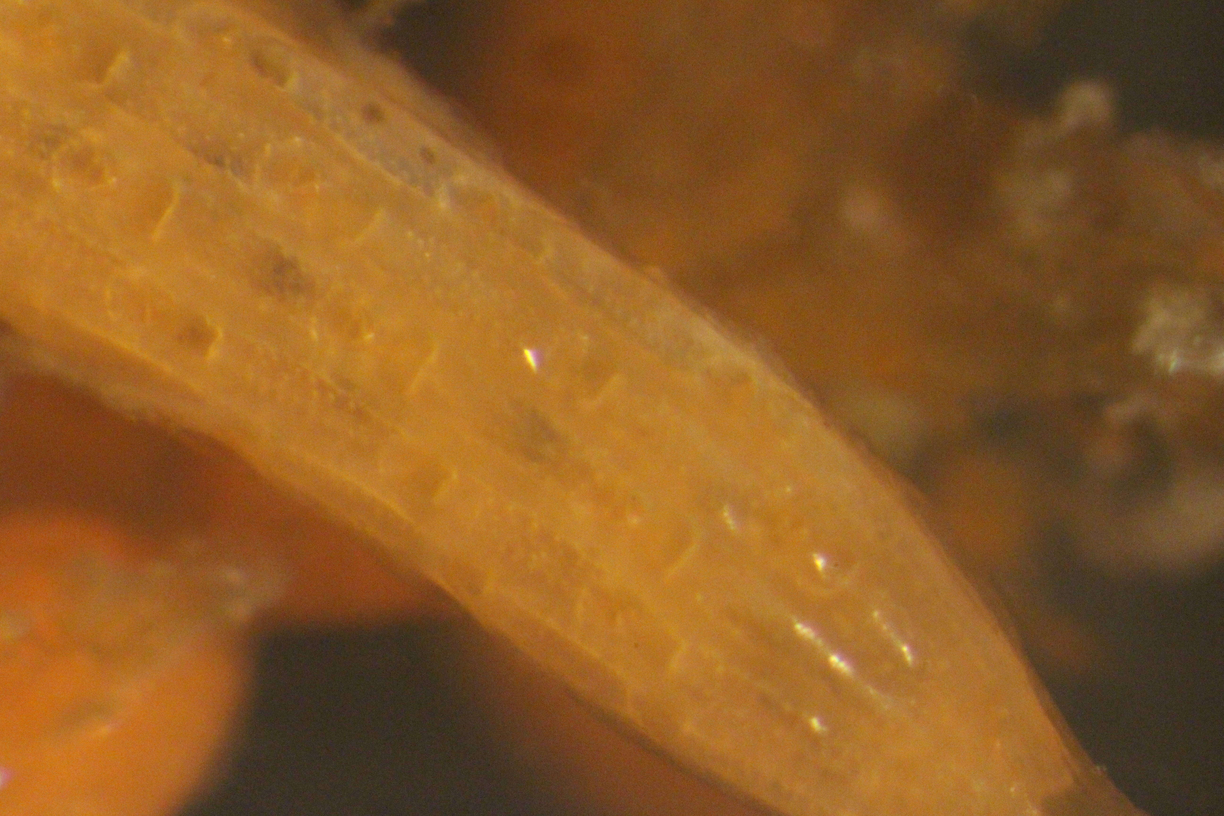 Plancia ëd Microporina articulata (Fabricius 1821)