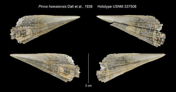 Pinna muricata Linnaeus 1758 resmi