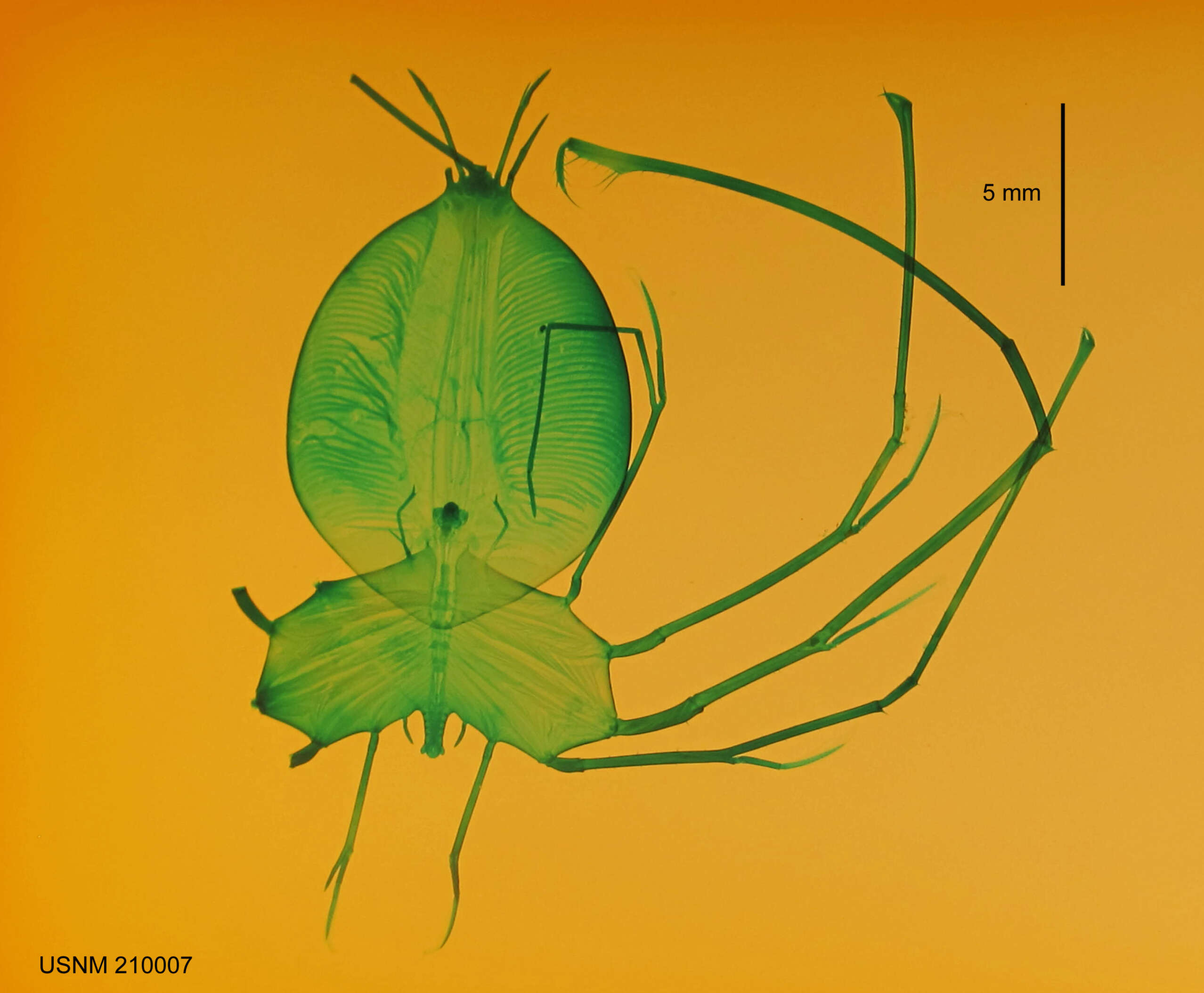 Image of West Indian furrow lobster