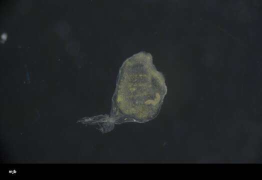 Image of Ascidiacea