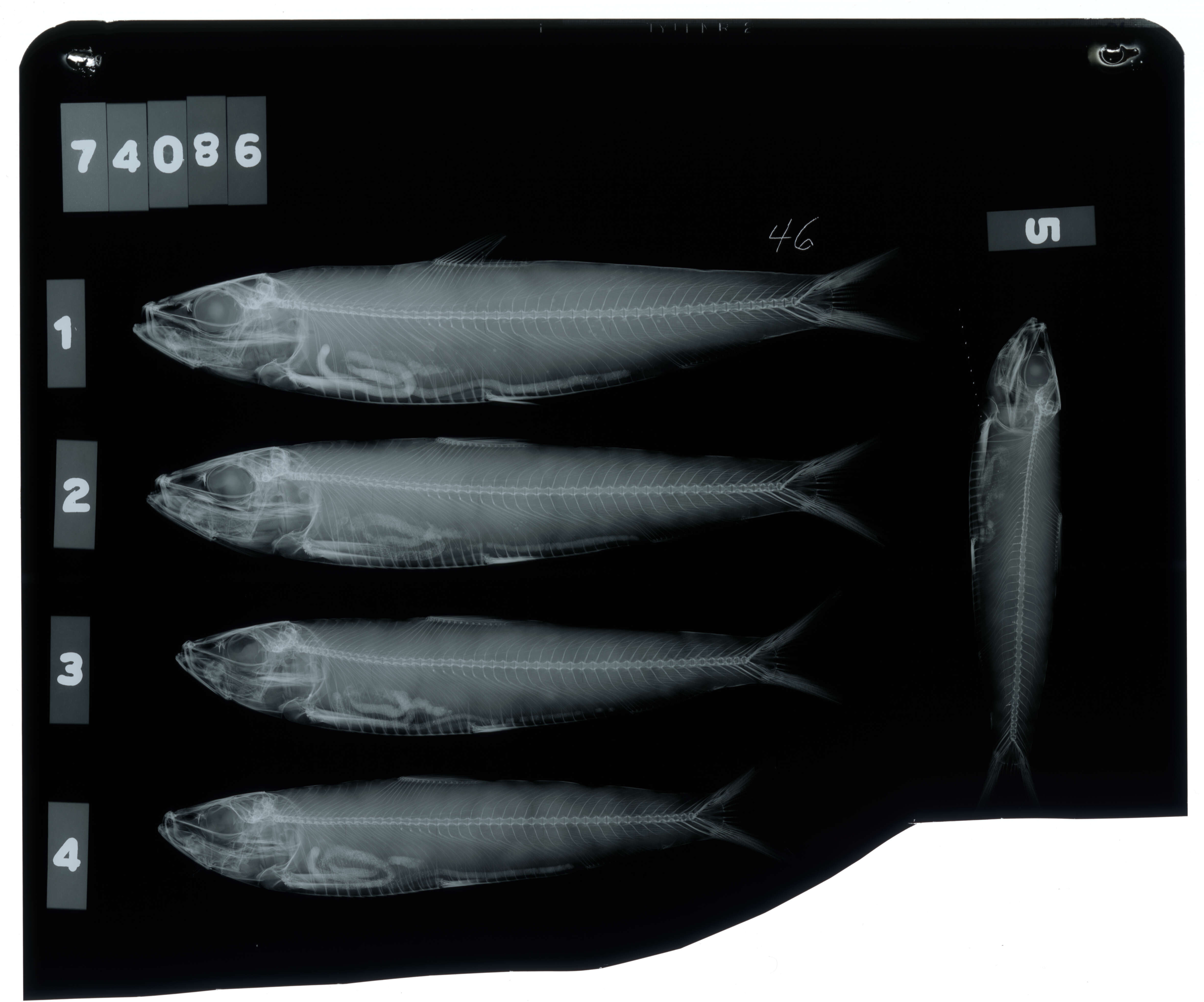 Imagem de Sardinella pinnula Bean 1912