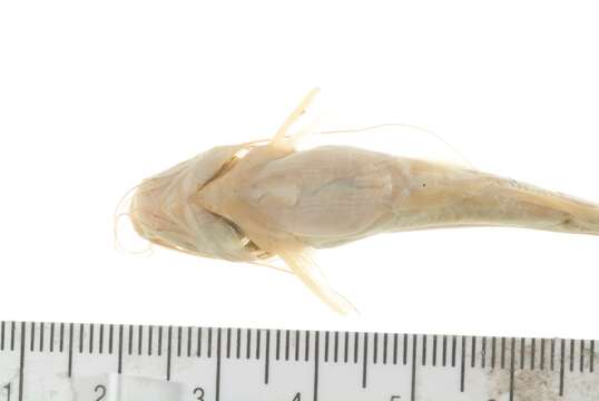 Image of Catfish