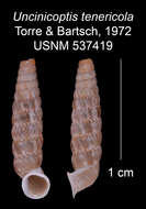 Imagem de Uncinicoptis tenericola C. Torre & Bartsch 1972