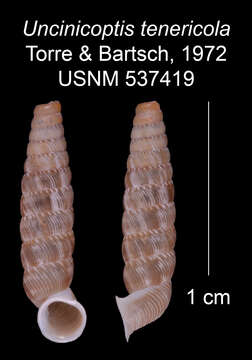 Imagem de Uncinicoptis tenericola C. Torre & Bartsch 1972