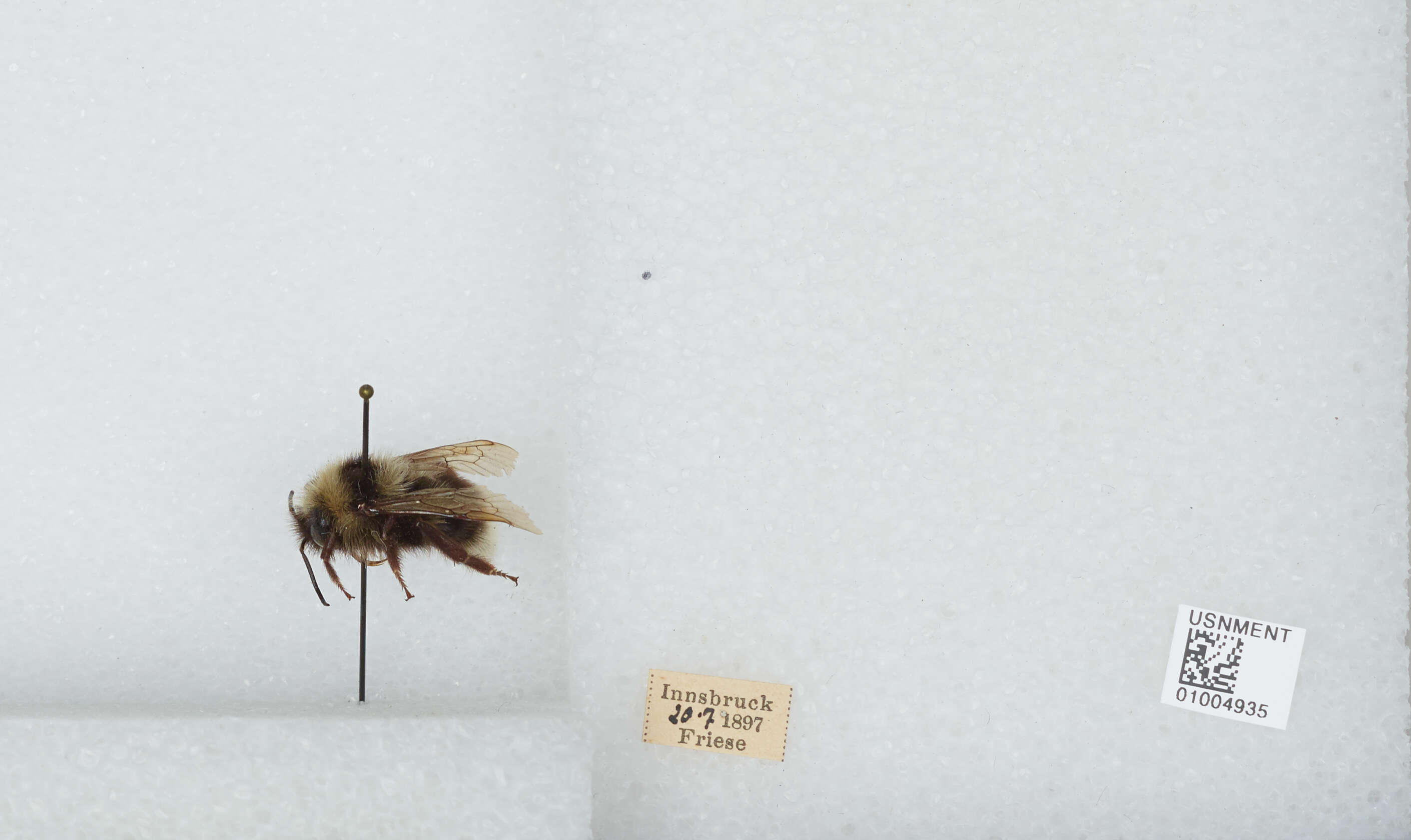 Image of Bombus barbutellus (Kirby 1802)