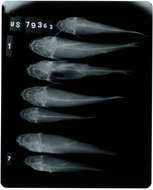 صورة Cathorops higuchii Marceniuk & Betancur-R. 2008